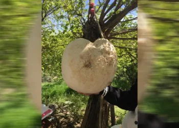 Elazığ'da 13 kg dev mantar bulundu