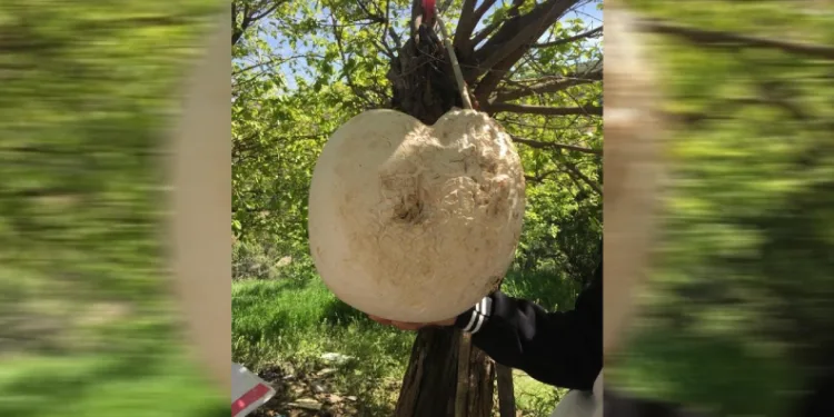 Elazığ'da 13 kg dev mantar bulundu