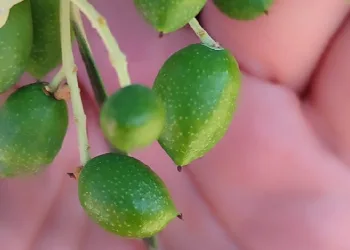 Zeytin bahçelerinin röntgeni çekildi