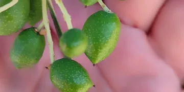 Zeytin bahçelerinin röntgeni çekildi