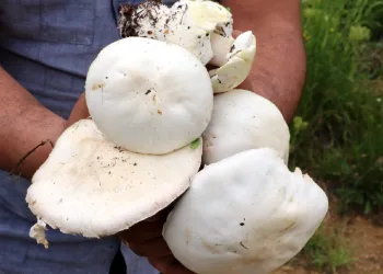 Doğadan toplanan mantarlara dikkat