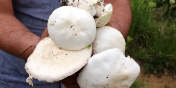 Doğadan toplanan mantarlara dikkat