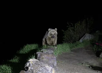 Nemrut’un ayıları kış uykusundan uyandı