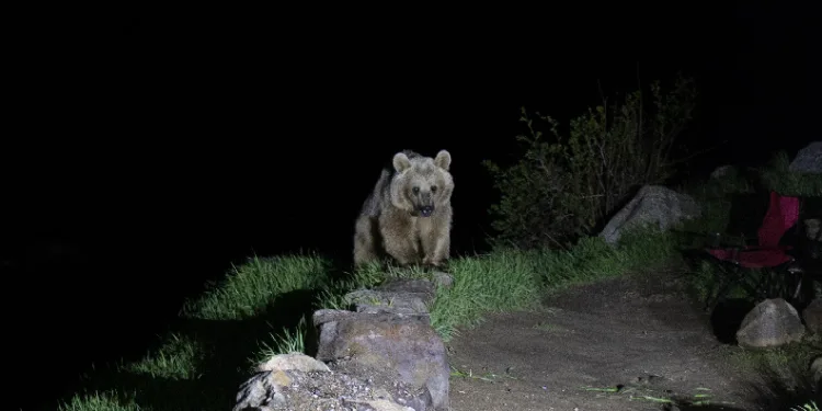 Nemrut’un ayıları kış uykusundan uyandı
