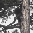 Ayı korktu, ağaca tırmandı