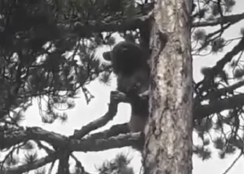 Ayı korktu, ağaca tırmandı