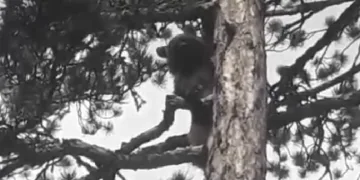 Ayı korktu, ağaca tırmandı