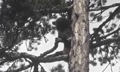 Ayı korktu, ağaca tırmandı