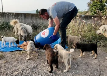 Efeler Belediyesi, sokak hayvanları için çalışıyor
