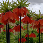 Ters laleler Tunceli dağlarına renk kattı