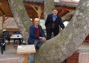 250 yıllık çınar ilgi odağı oldu