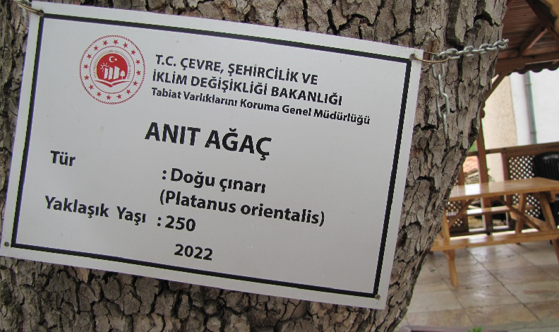 250 yıllık çınar ilgi odağı oldu