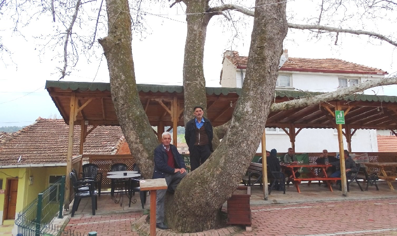 250 yıllık çınar ilgi odağı oldu