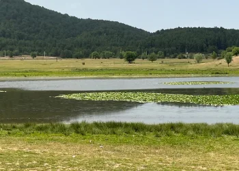 Süleymanlı Yayla Gölünde nilüfer şöleni