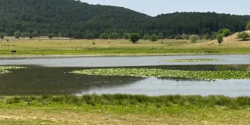 Süleymanlı Yayla Gölünde nilüfer şöleni