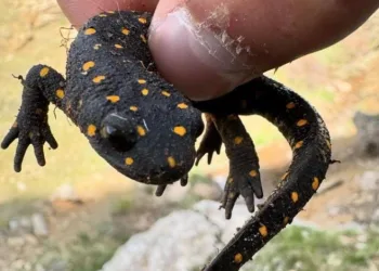 Elazığ’da ‘sarı benekli semender’ görüldü
