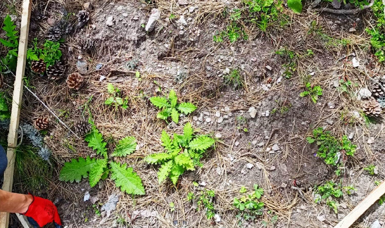 Gediz’de 2023 tohumları fidan oldu