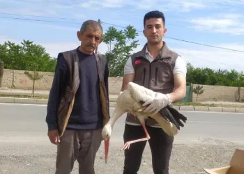 Yorgun düşen leylek bakıma alındı