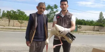 Yorgun düşen leylek bakıma alındı