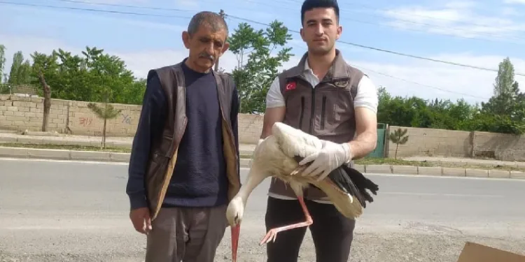Yorgun düşen leylek bakıma alındı