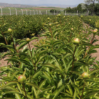 Sivas’ta Şakayık çiçeği hasadı başladı