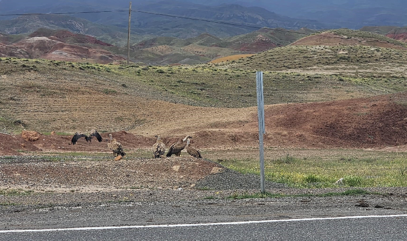 Kars-Iğdır yolunda akbaba sürüsü görüntülendi