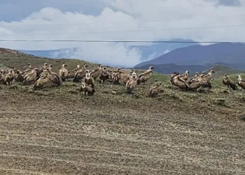 Kars-Iğdır yolunda akbaba sürüsü görüntülendi