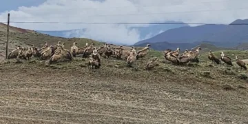 Kars-Iğdır yolunda akbaba sürüsü görüntülendi