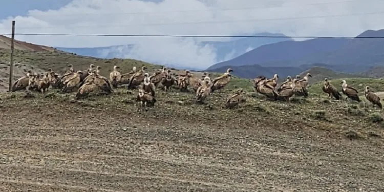 Kars-Iğdır yolunda akbaba sürüsü görüntülendi
