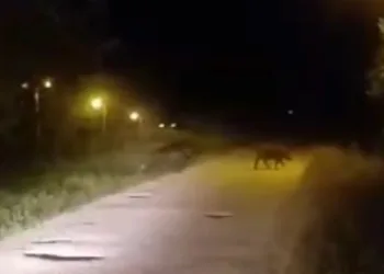 Sinop’ta domuzlar şehre indi