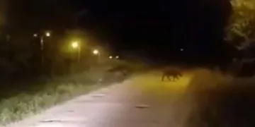 Sinop’ta domuzlar şehre indi