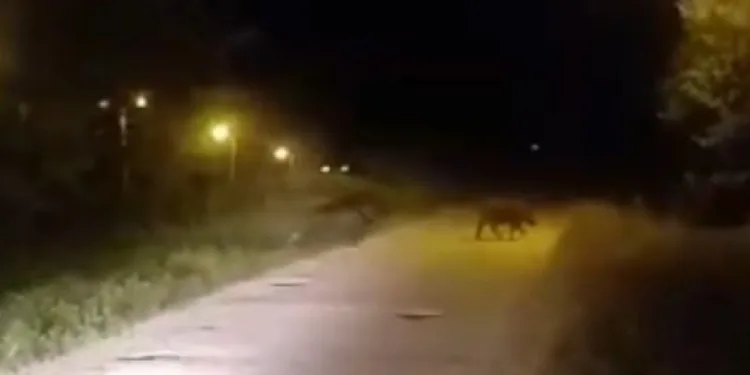 Sinop’ta domuzlar şehre indi