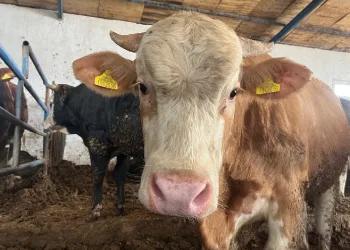 Adana’da kurbanlık fiyatları belli oldu
