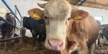 Adana’da kurbanlık fiyatları belli oldu