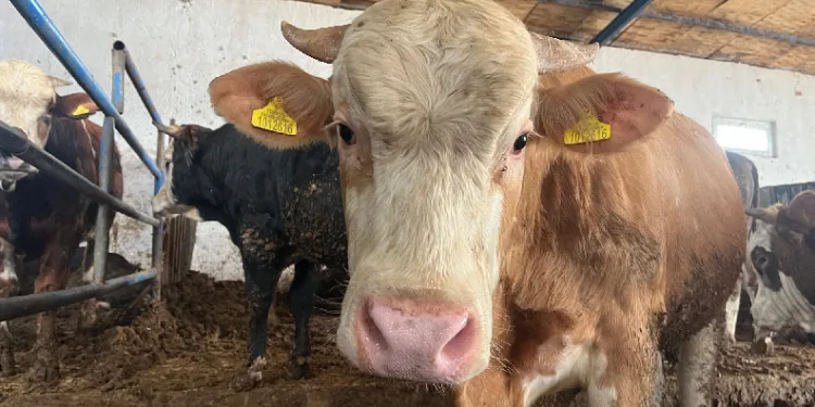 Adana’da kurbanlık fiyatları belli oldu