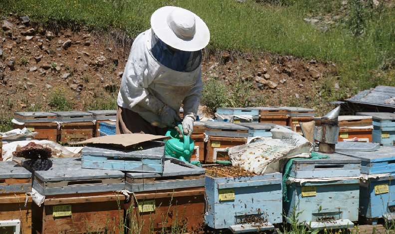 arılar kış uykusundan uyandı