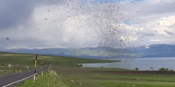 Çıldır Gölü'nü milyonlarca 'göl sineği' sardı