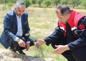 ‘Amerikan Tuz Çalısı’ başarılı oldu
