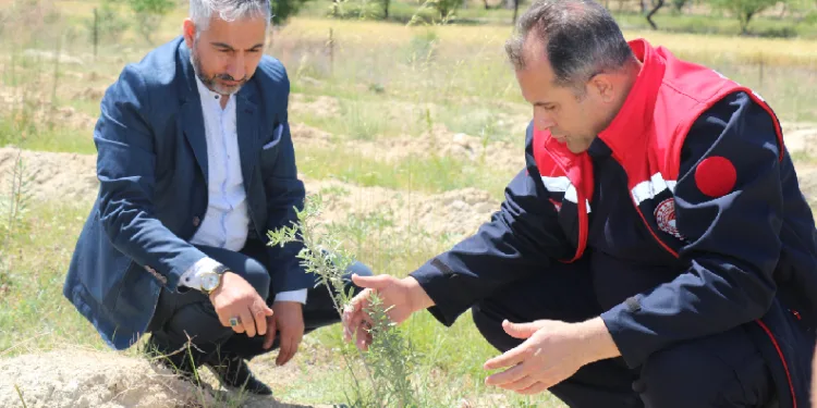 ‘Amerikan Tuz Çalısı’ başarılı oldu