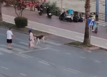 korkan köpeği dakikalarca beklediler