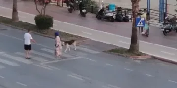 korkan köpeği dakikalarca beklediler