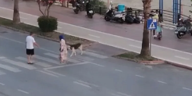 korkan köpeği dakikalarca beklediler