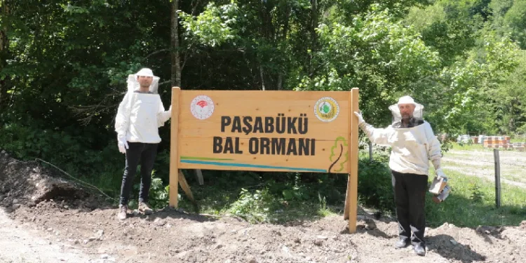 Yığılca’ya yeni bal ormanı