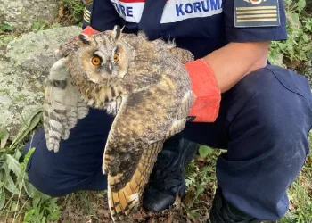 Yaralı baykuşa jandarma şefkati
