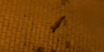 porsuk
