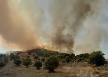 İzmir'de otluk ve zeytinlik alanda yangın