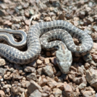 Van’da zehirli kocabaş engerek yılanı görüntülendi