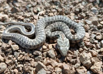 Van’da zehirli kocabaş engerek yılanı görüntülendi