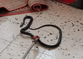Hatay'da eve giren yılan korkuttu