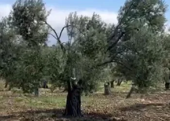 Zeytin üreticilerinden jandarmaya teşekkür